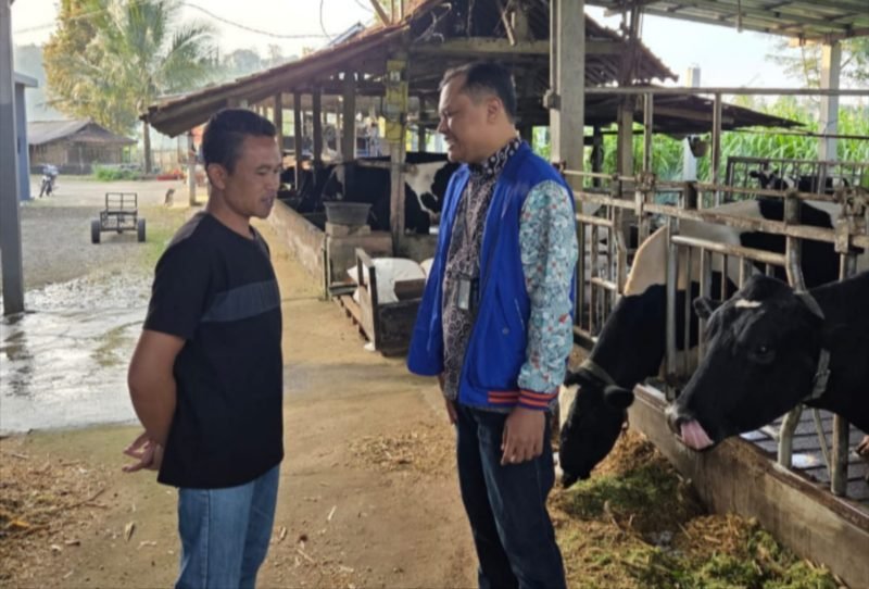 Tommy Wavolta sukses bangun Dara Farm berkat KUR BRI. Produksi pakan ternak capai 15 ton per bulan, pasok hingga luar daerah. (Dok. BRI)