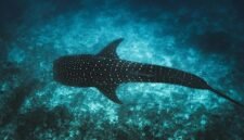 Photo: &copy; Ishan @seefromthesky from Unsplash